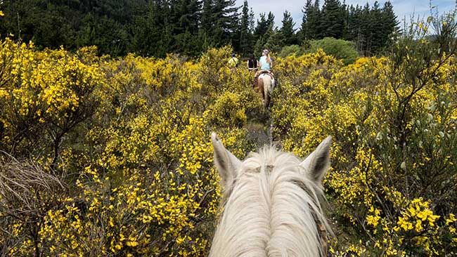 Horseback Mountain Trail Riding Montana Area